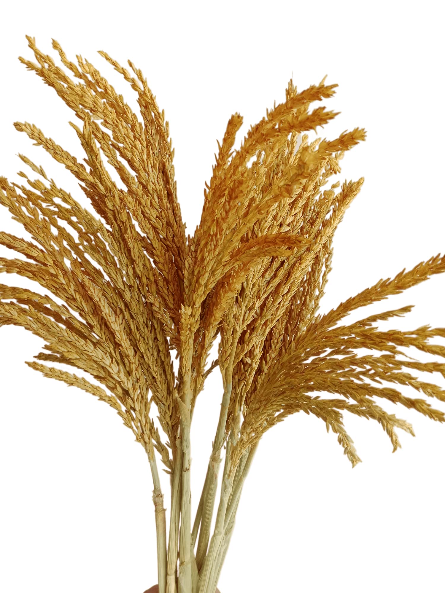 MAIZE GRASS
